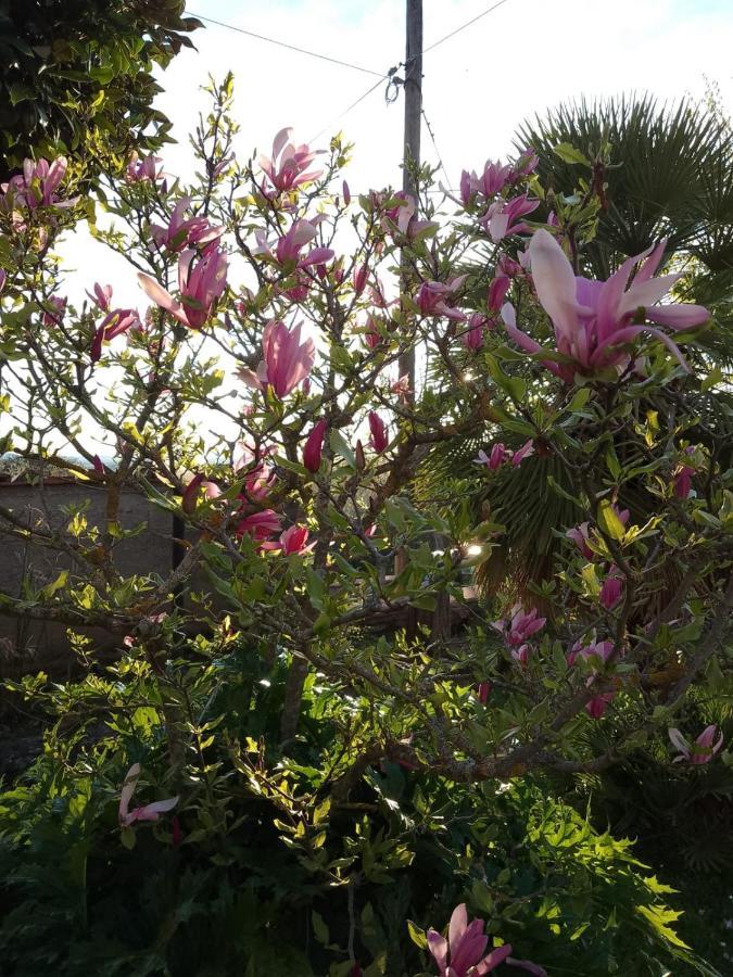 Апартаменты Magnolia Кортона Экстерьер фото