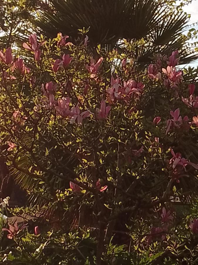 Апартаменты Magnolia Кортона Экстерьер фото